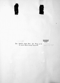 Diatrype stigma image